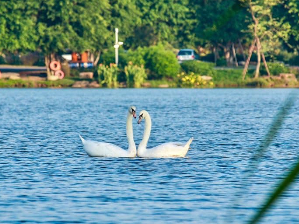 Ảnh thiên nga tuyệt đẹp tại hồ Thiên Nga Ecopark